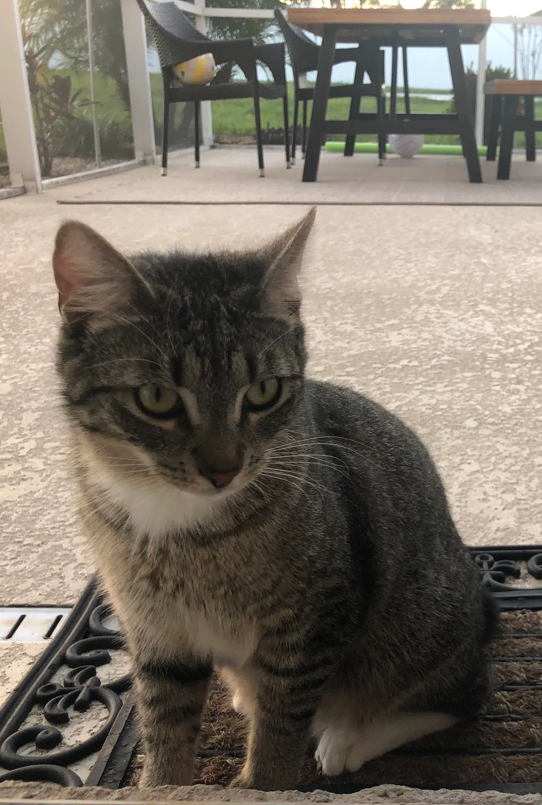 Lost cat in Lakeland, FL, 33805