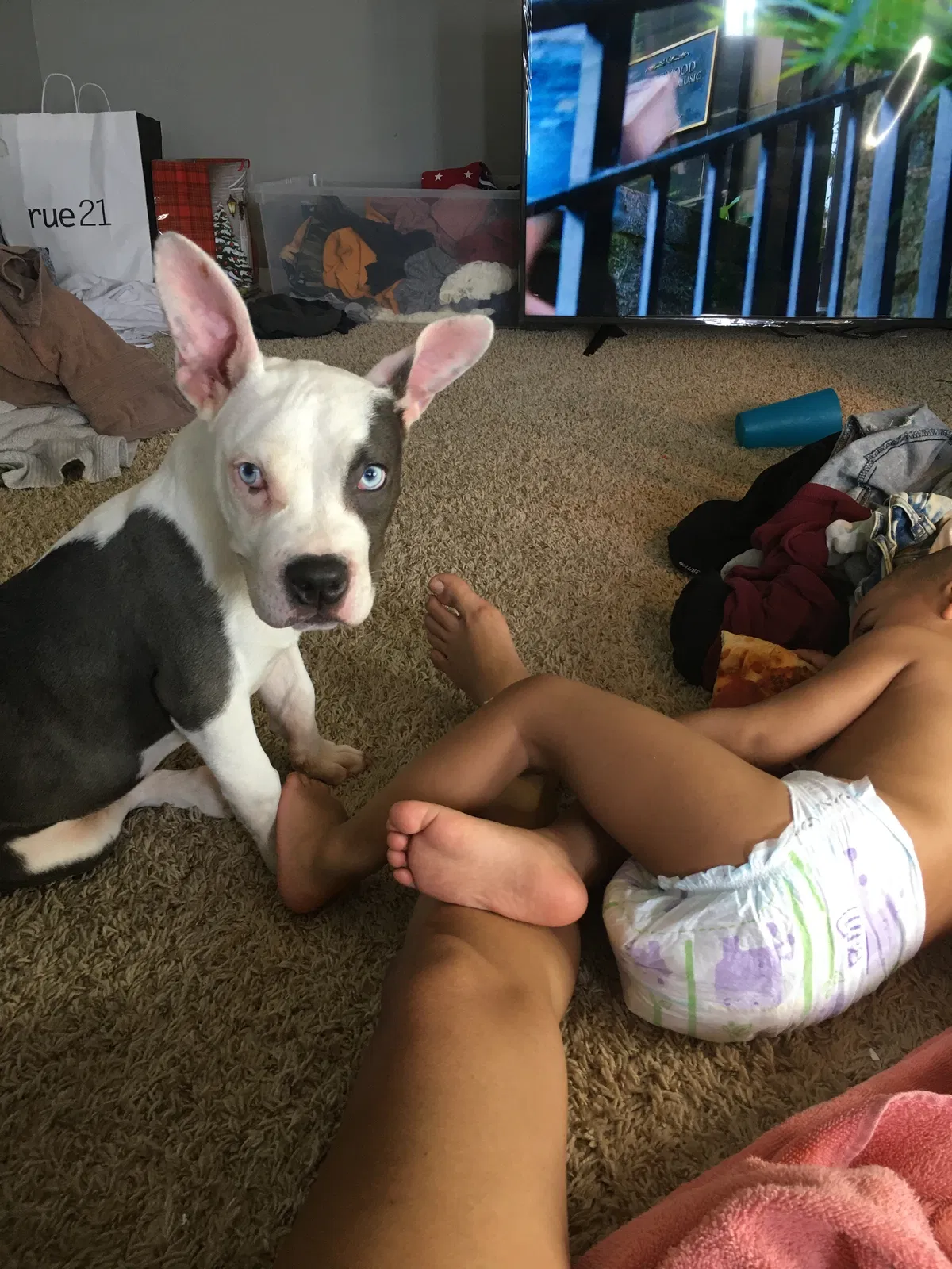 Lost dog in Cleveland, OH, 44105