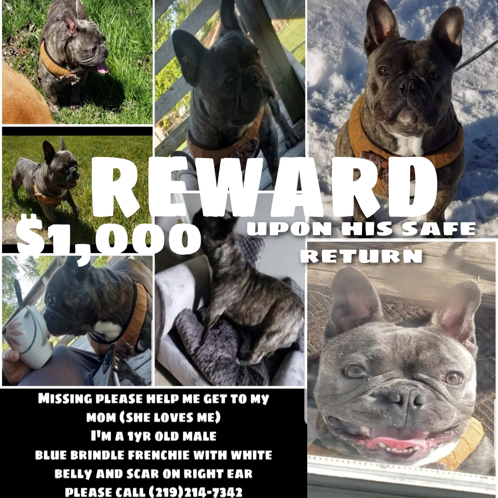 Lost dog in Michigan City, IN, 46360