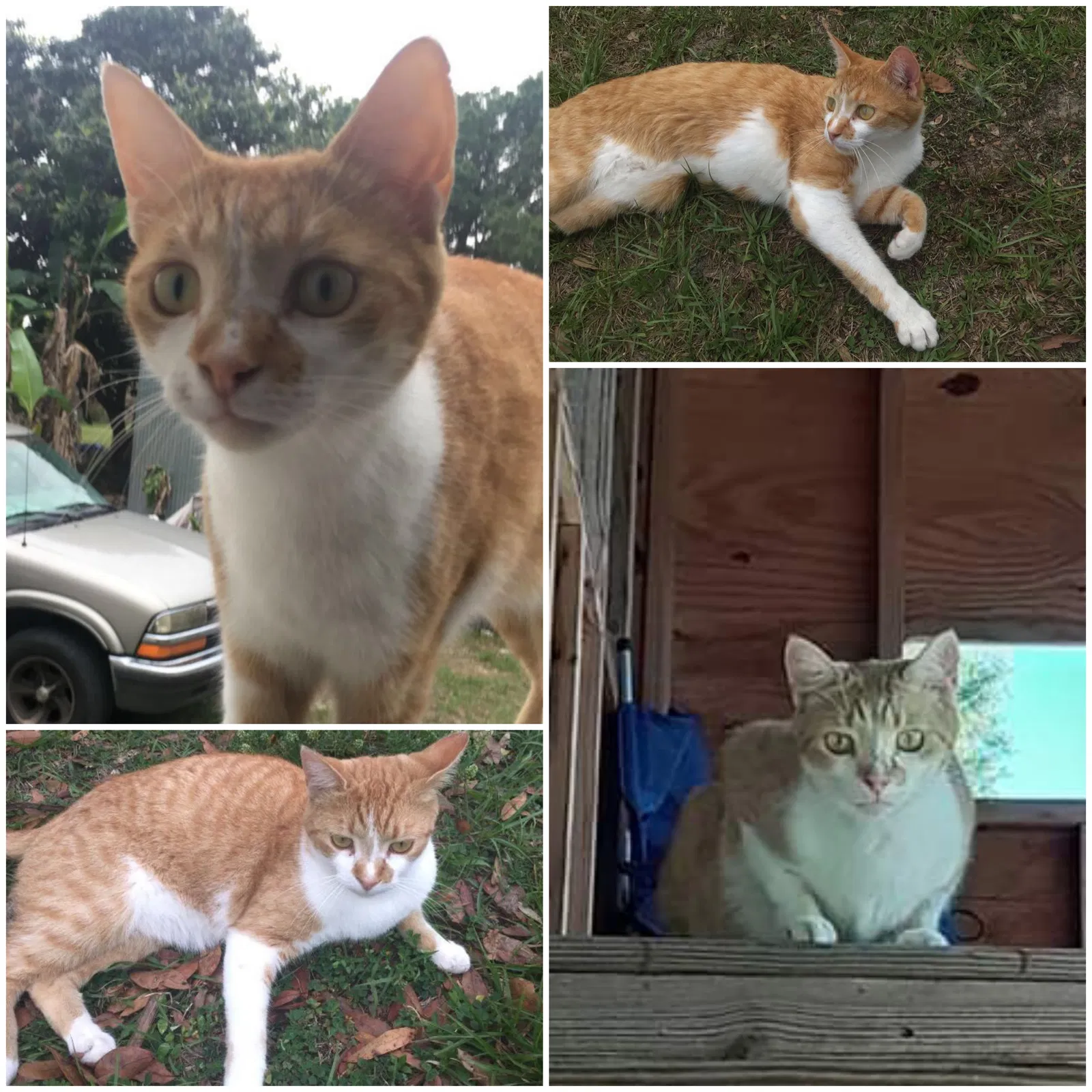 Lost cat in Summerfield, FL, 34491