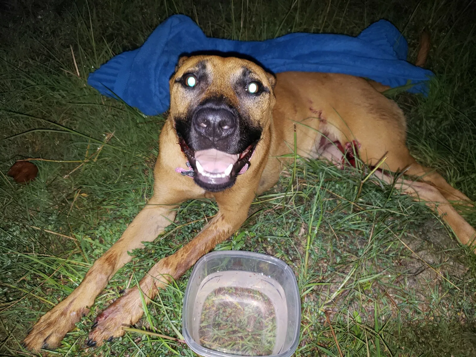 Found dog in Columbia, SC, 29201