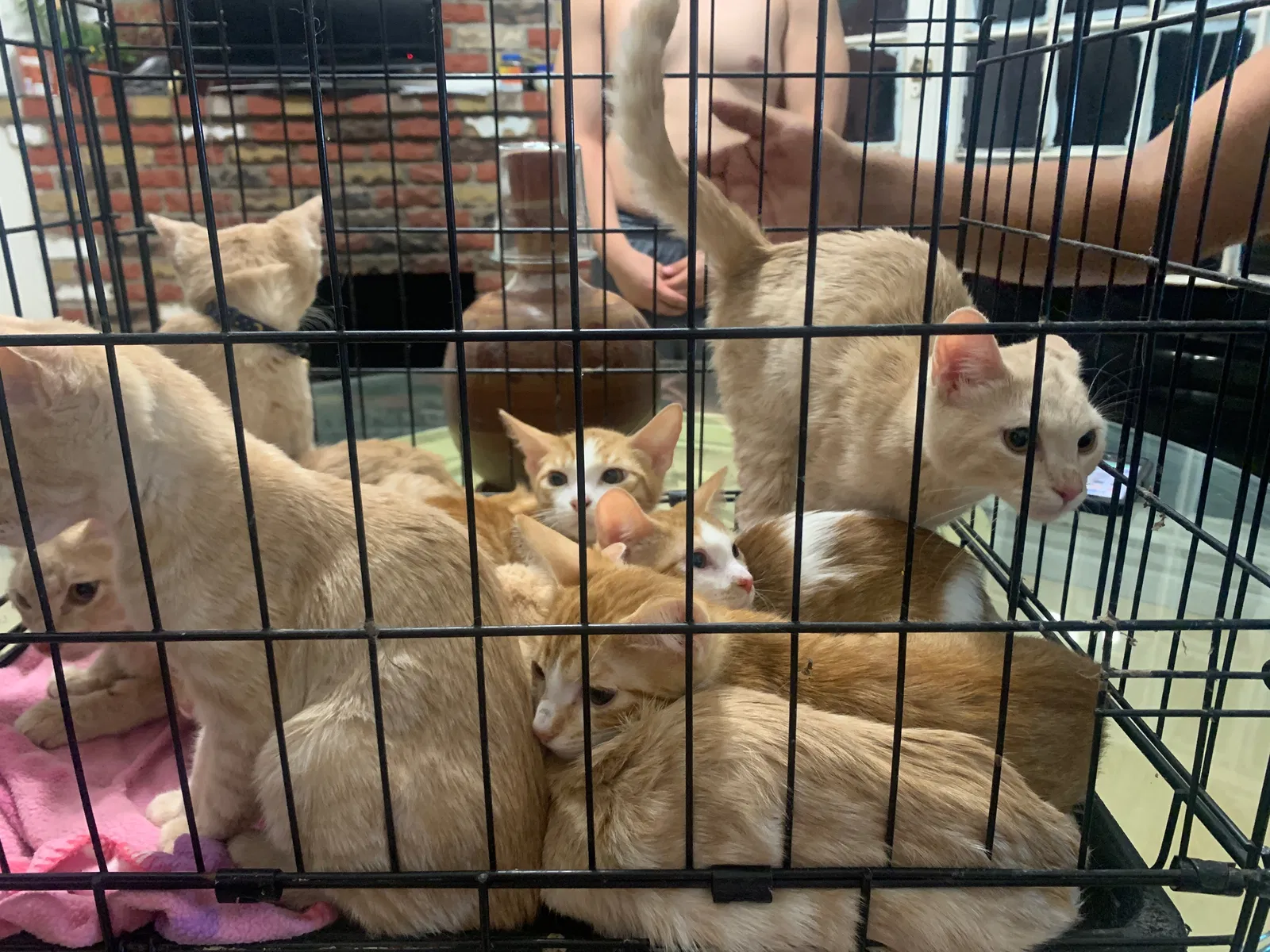 Found cat in Van Nuys, CA, 91406