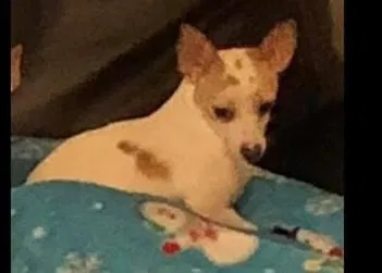 Lost dog in Minneapolis, MN, 55423