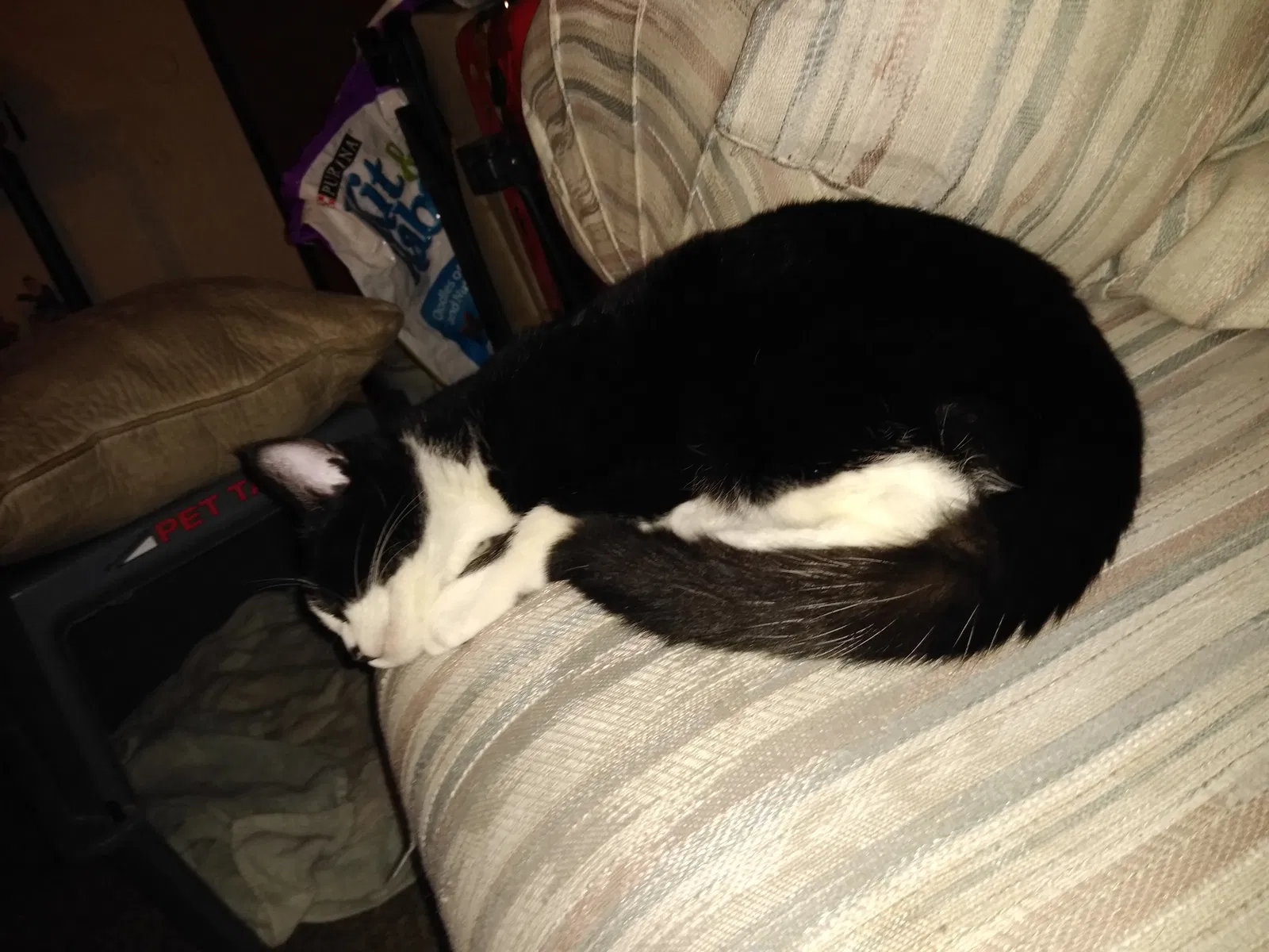 Lost cat in Albuquerque, NM, 87108