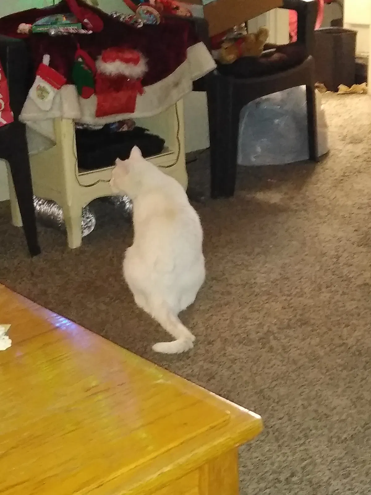 Lost cat in Albuquerque, NM, 87108