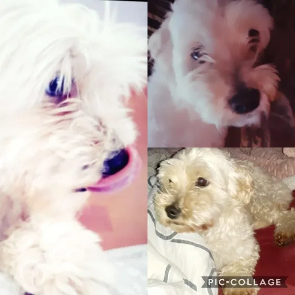 Lost dog in Los Angeles, CA, 90043