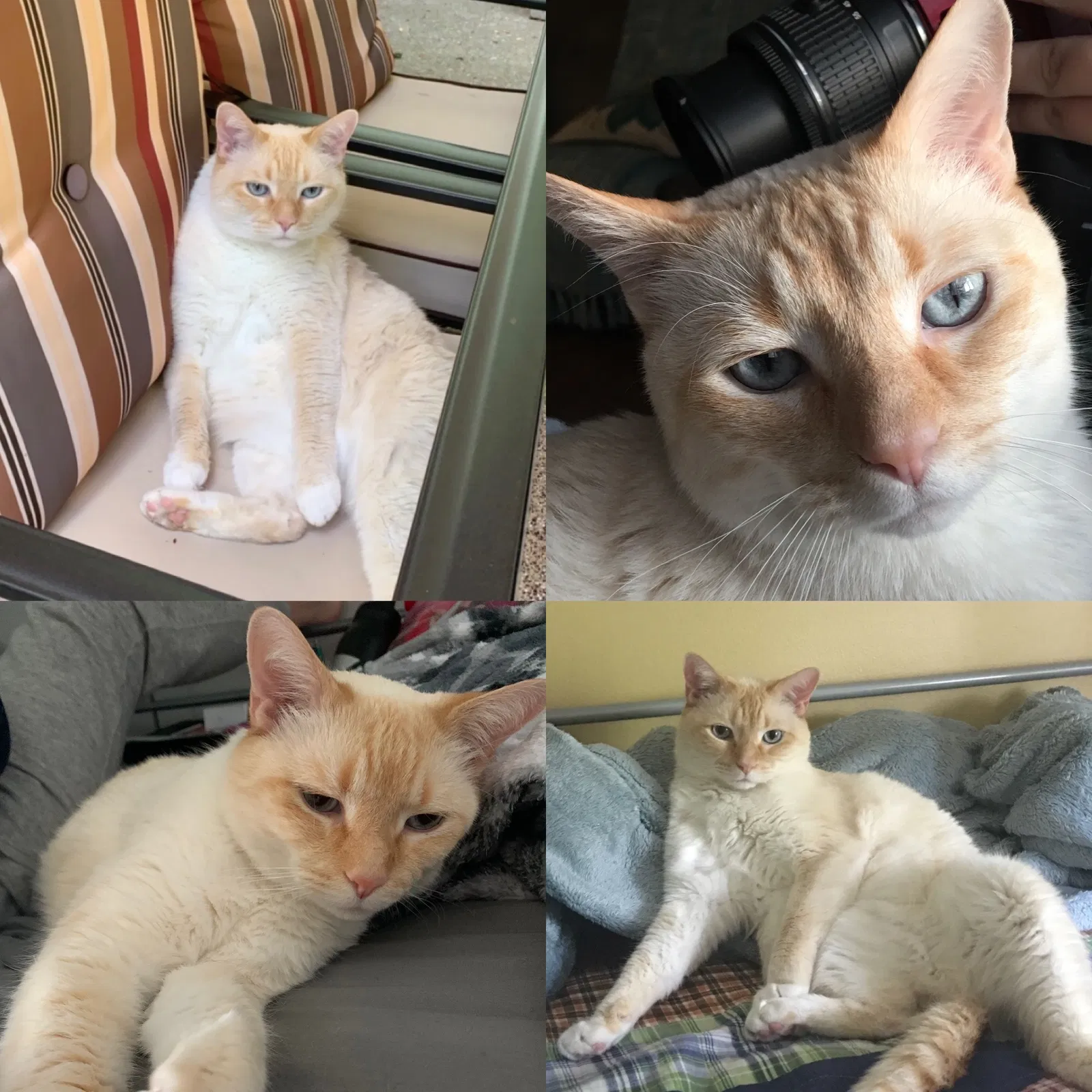 Lost cat in Cortlandt Manor, NY, 10567
