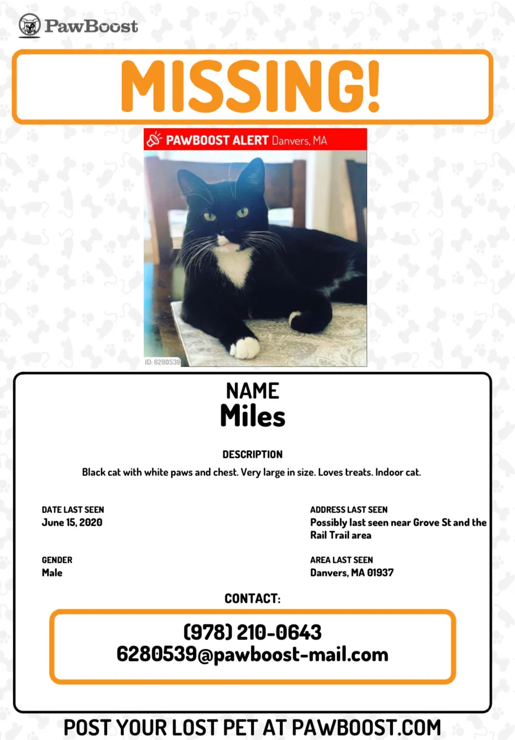 Lost cat in Danvers, MA, 1923