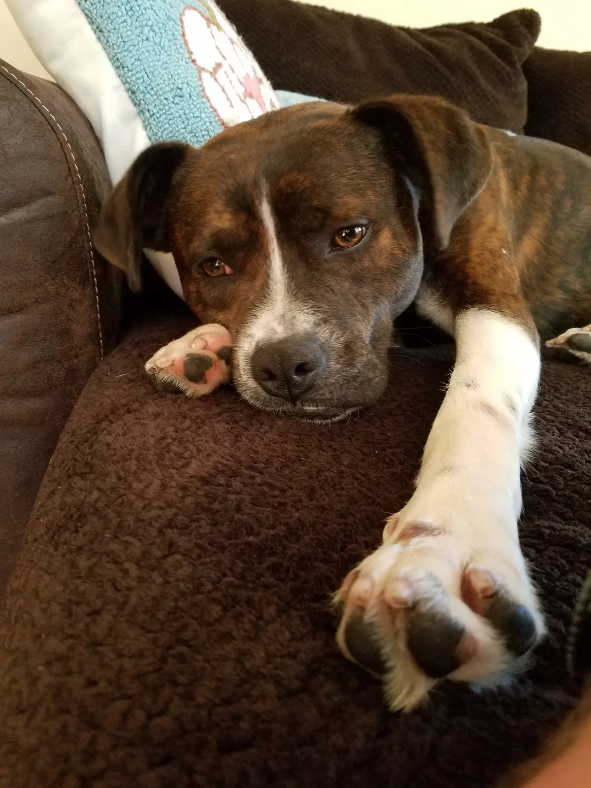 Lost dog in Wilmington, OH, 45177