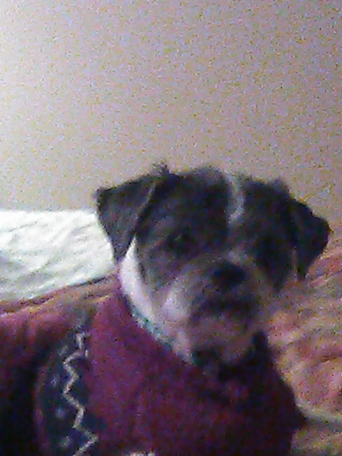 Lost dog in Huntsville, AL, 35802
