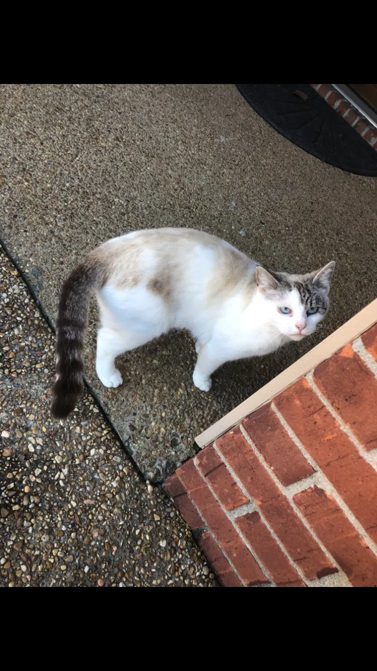 Lost cat in Florence, MS, 39073