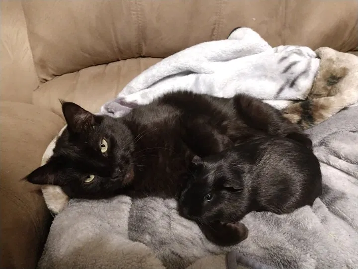 Lost cat in Schuylkill Haven, PA, 17972