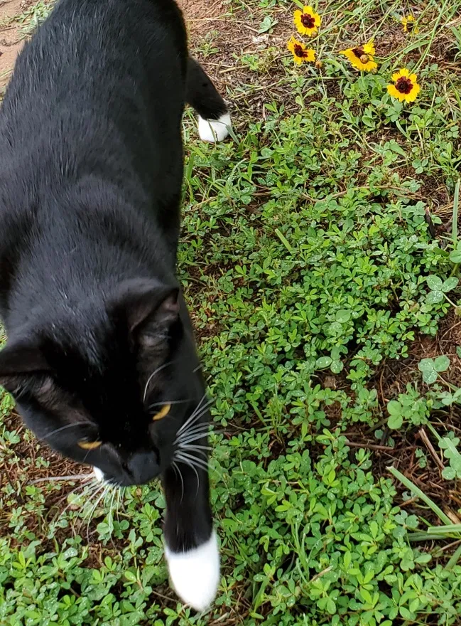 Lost cat in Greensboro, NC, 27455