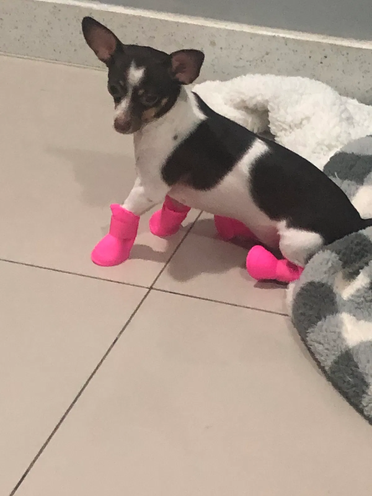 Lost dog in Jamaica, NY, 11436