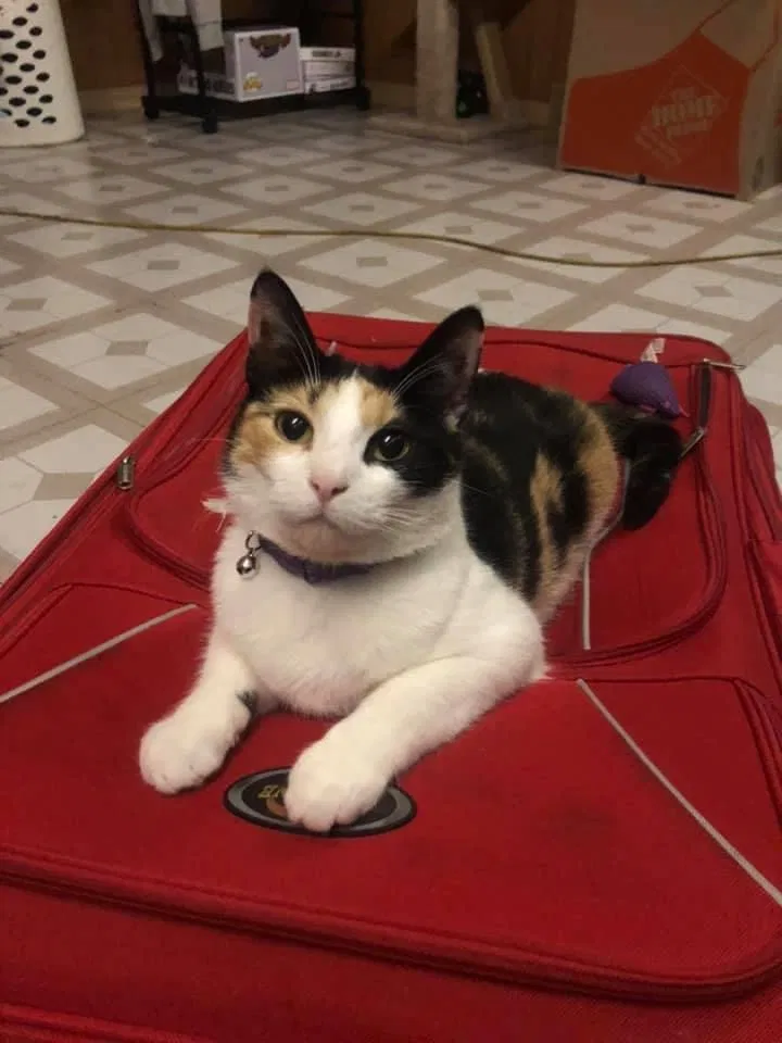 Lost cat in Bellwood, IL, 60104