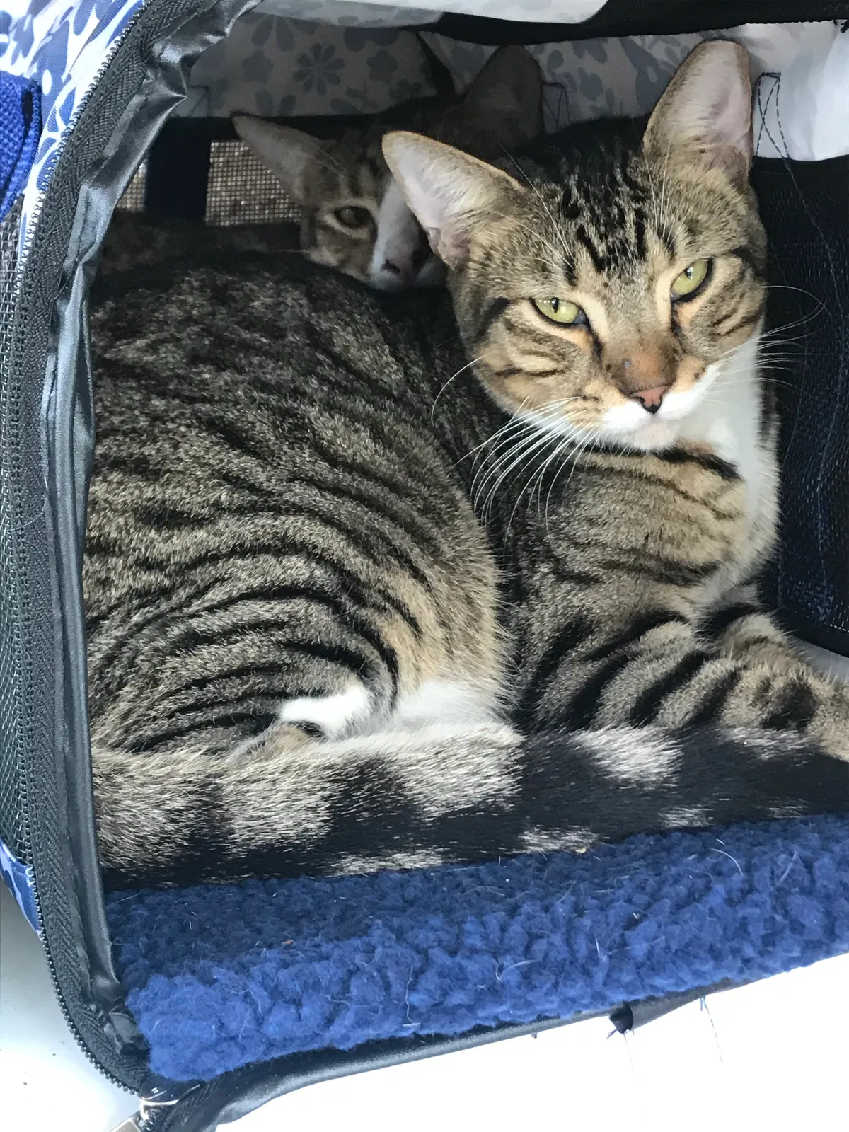 Lost cat in Oviedo, FL, 32765