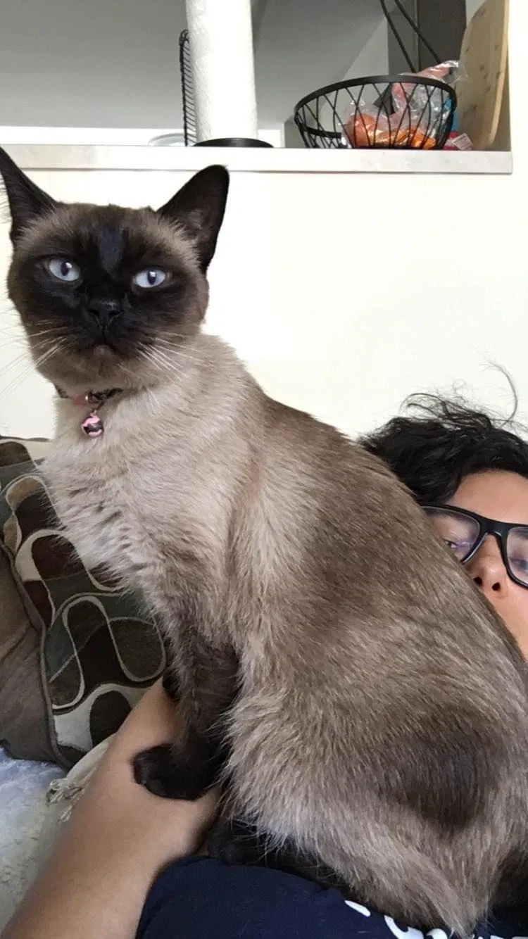 Lost cat in Columbus, OH, 43203