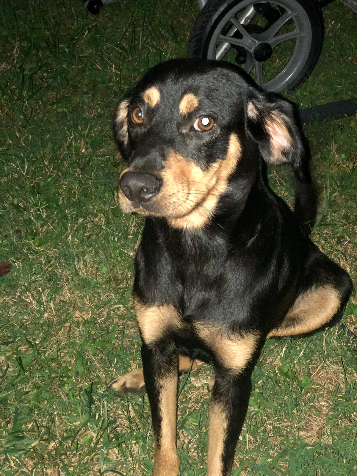 Lost dog in Greensboro, NC, 27405