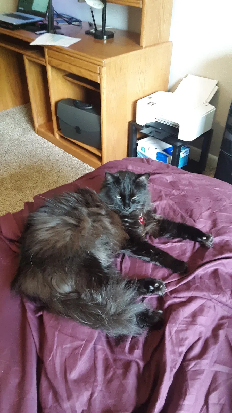 Lost cat in Huntsville, AL, 35802