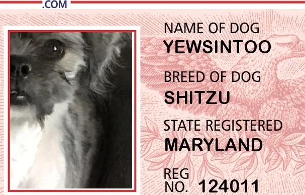 Lost dog in Baltimore, MD, 21209