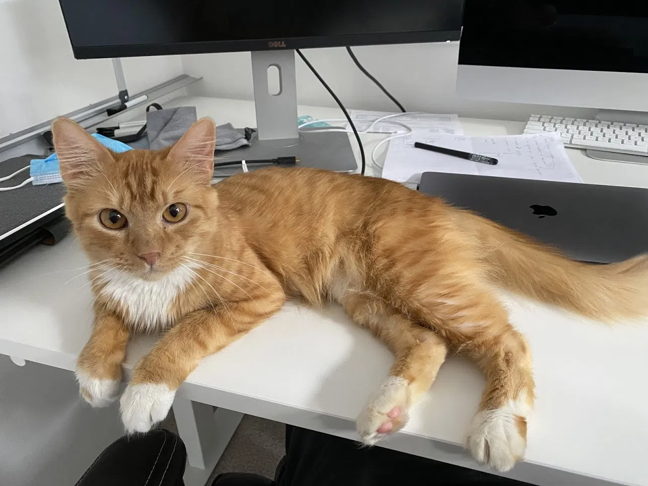 Lost cat in Redmond, WA, 98052