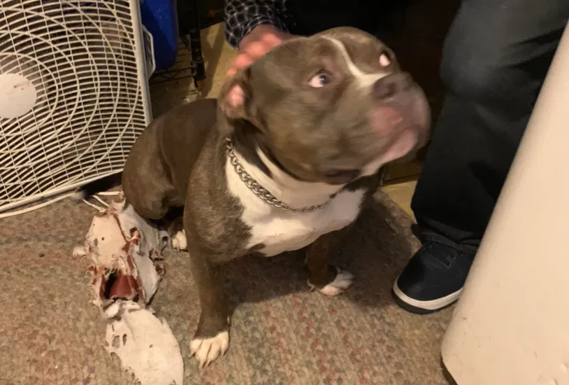 Lost dog in Columbus, OH, 43227