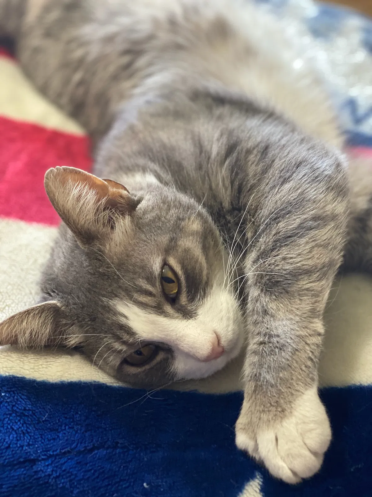 Lost cat in Pleasant Grove, UT, 84062