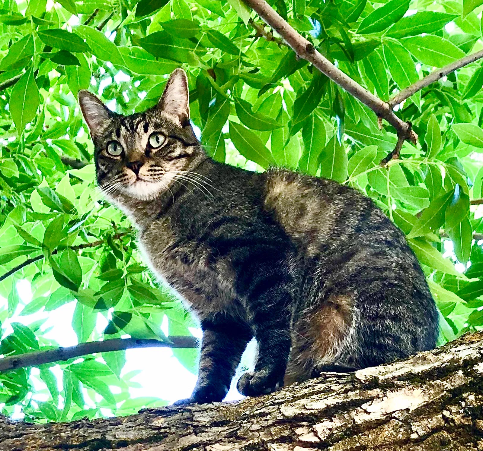 Lost cat in Salt Lake City, UT, 84124