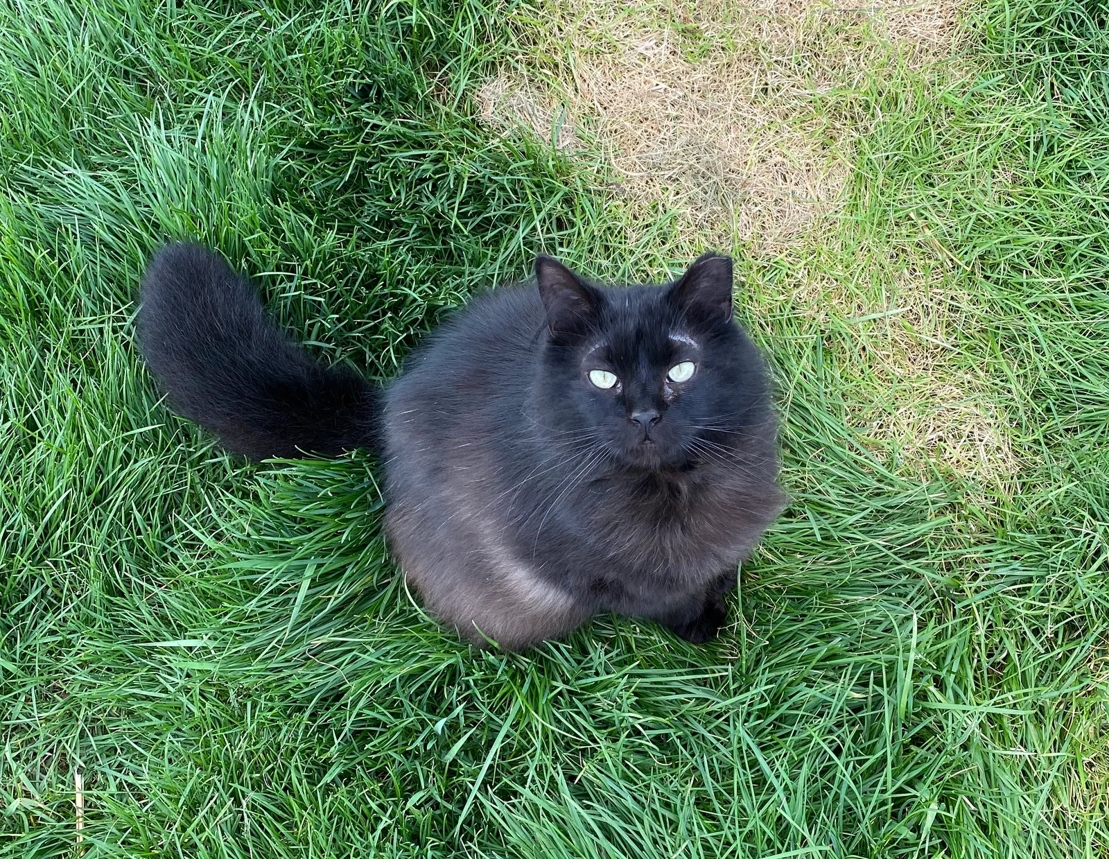 Lost cat in Vinton, IA, 52349