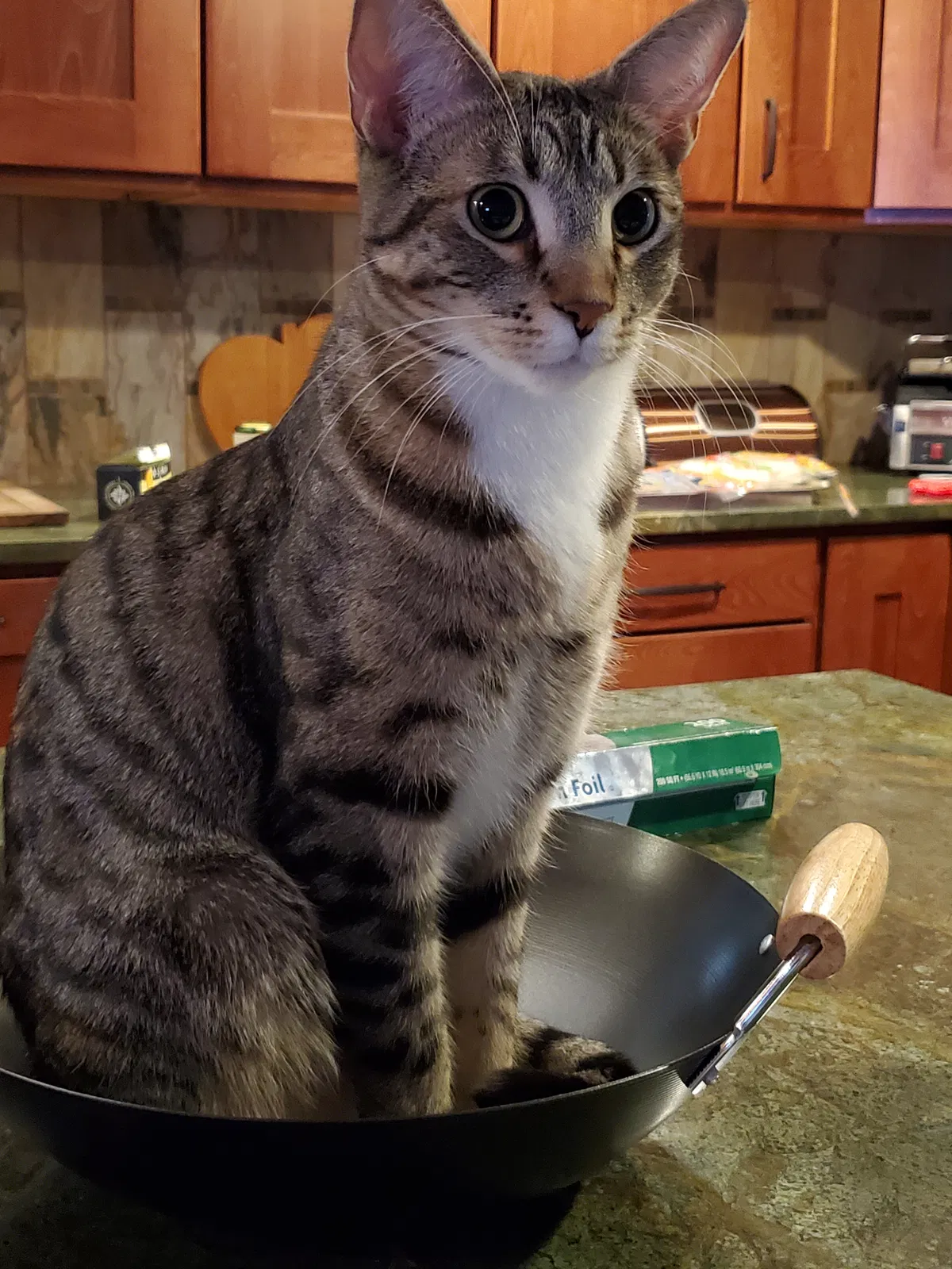 Lost cat in Bellevue, WA, 98005