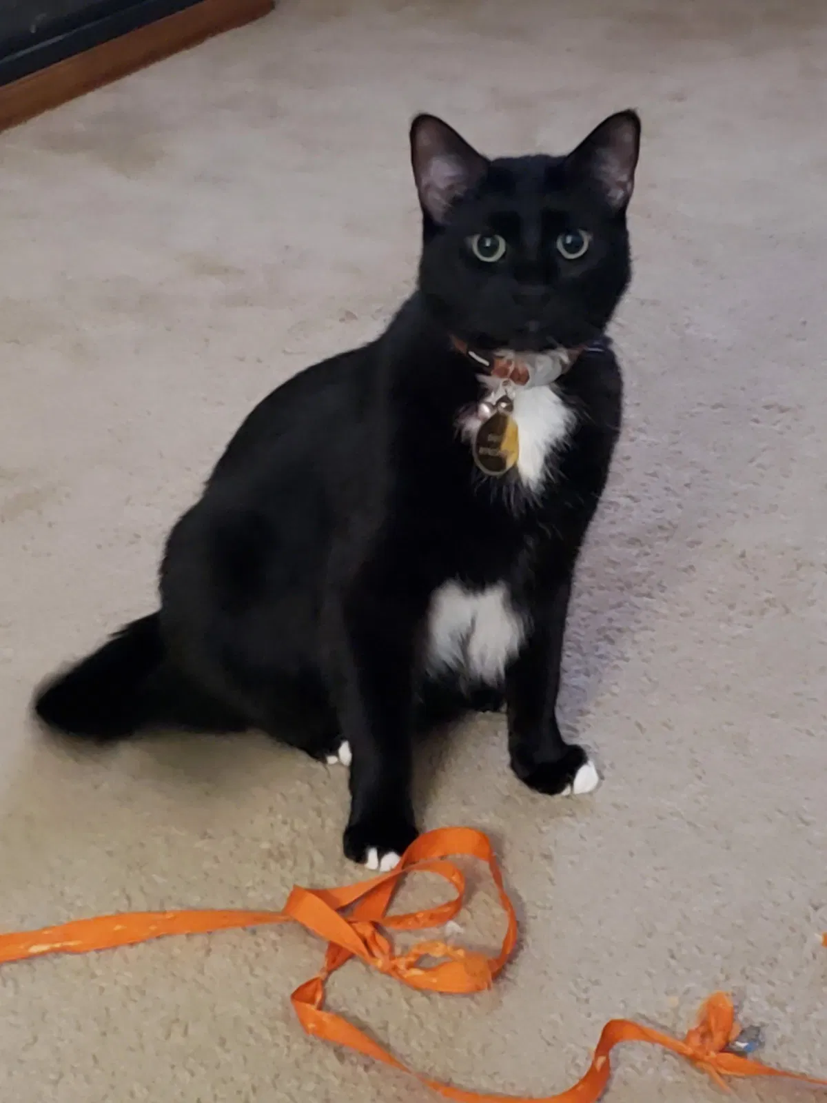 Lost cat in Lexington, KY, 40503