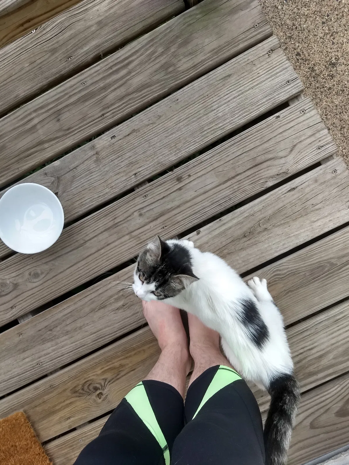 Found cat in Saint Paul, MN, 55108