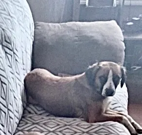 Lost dog in Woodstock, GA, 30189