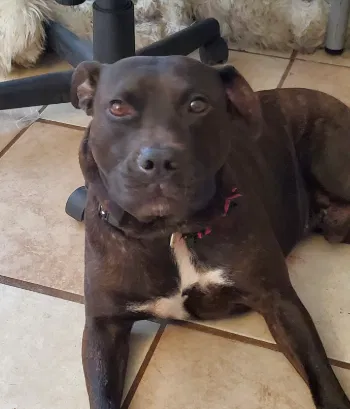 Lost dog in Altamonte Springs, FL, 32701