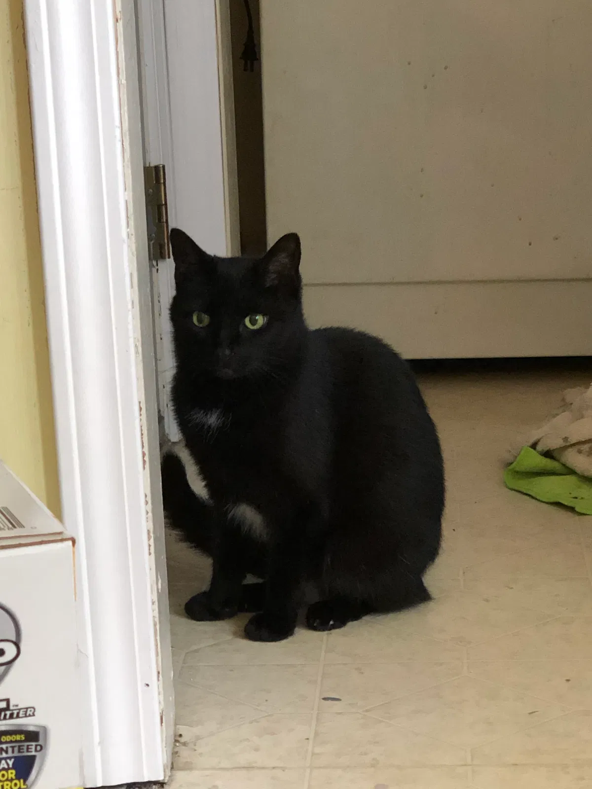 Lost cat in West Columbia, SC, 29172