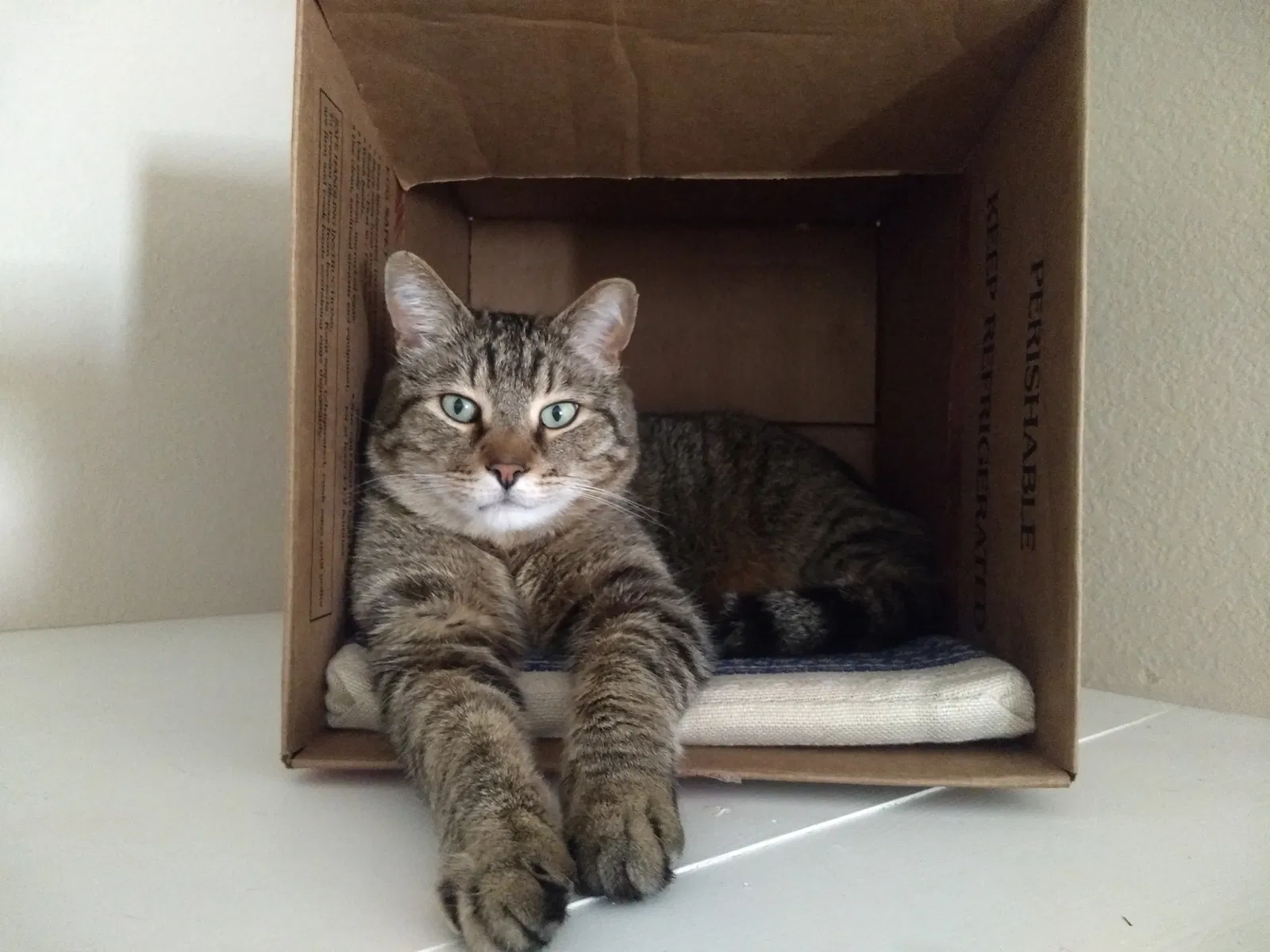 Lost cat in Fort Collins, CO, 80525