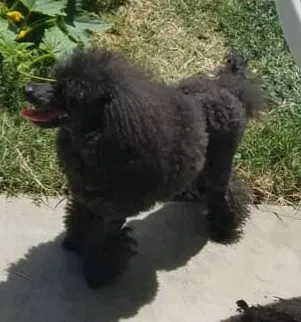 Lost dog in Santa Ana, CA, 92707