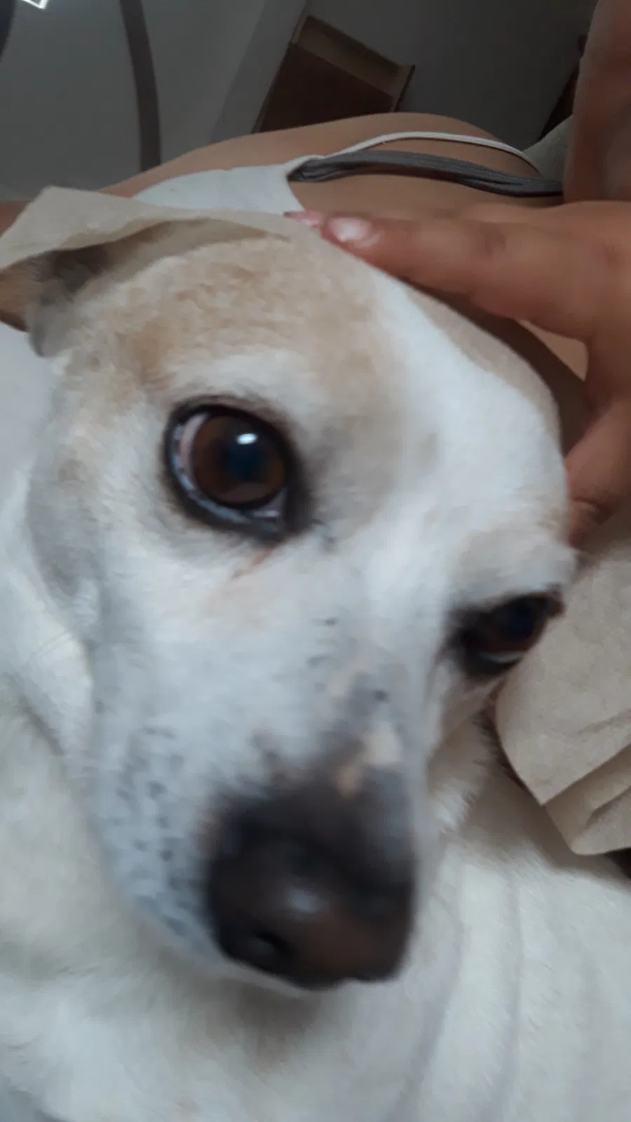 Lost dog in Greeley, CO, 80631