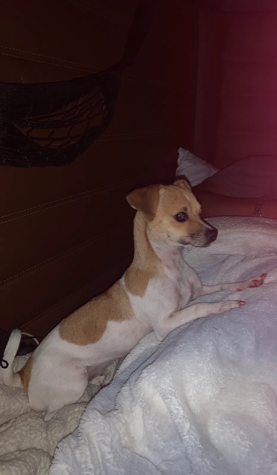 Lost dog in Fresno, CA, 93706