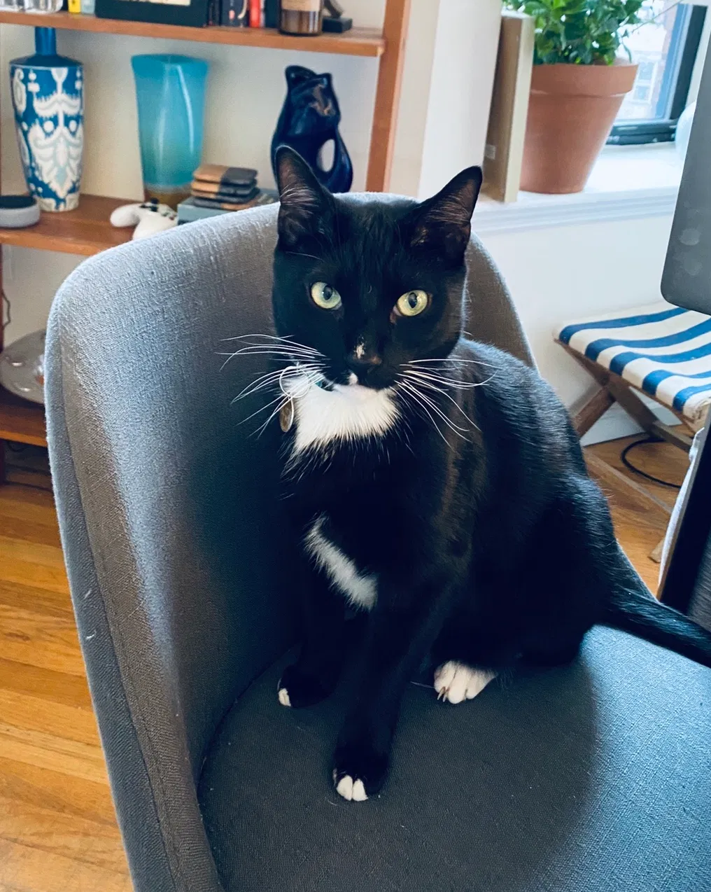 Lost cat in Huntington, NY, 11743