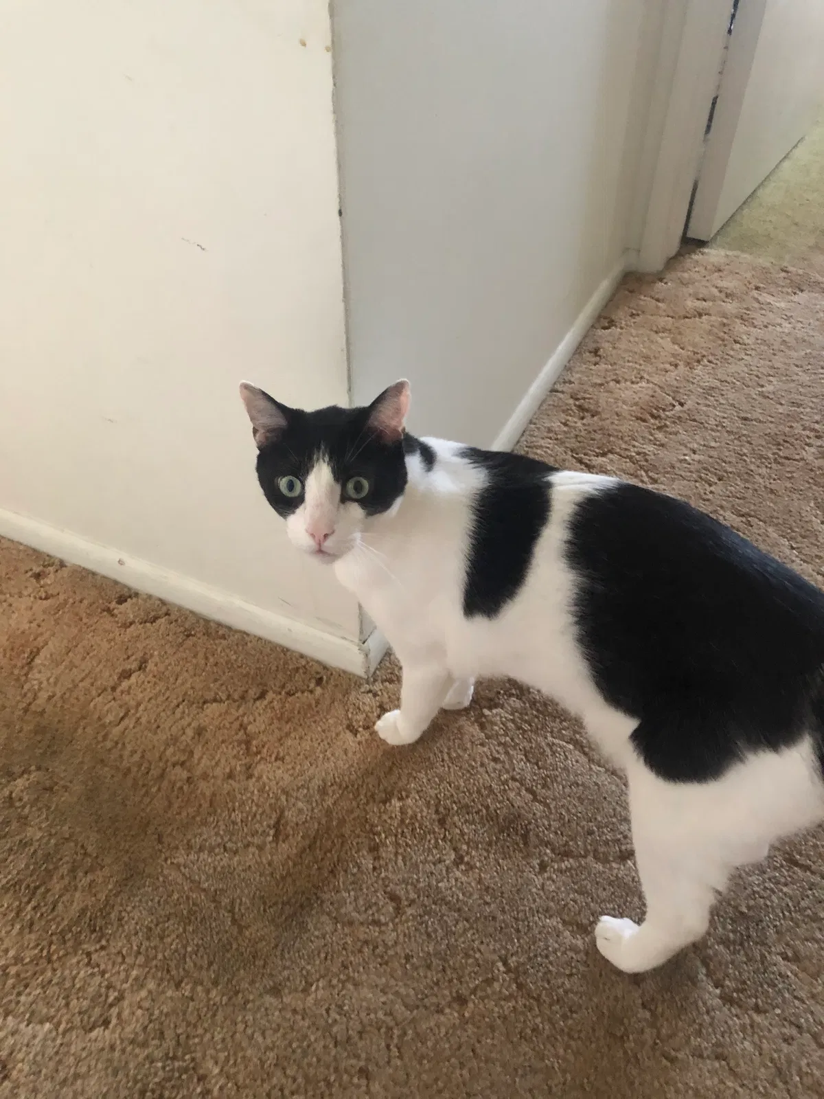 Lost cat in Hawthorne, CA, 90250