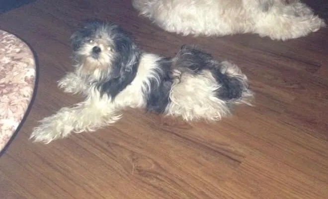 Lost dog in Jackson, MS, 39204