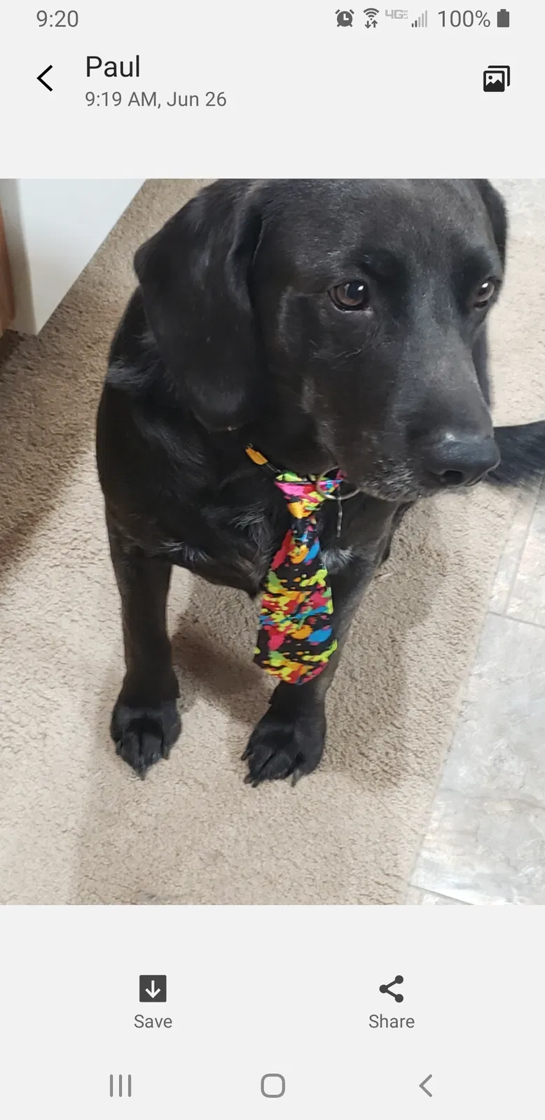 Lost dog in Altoona, IA, 50009