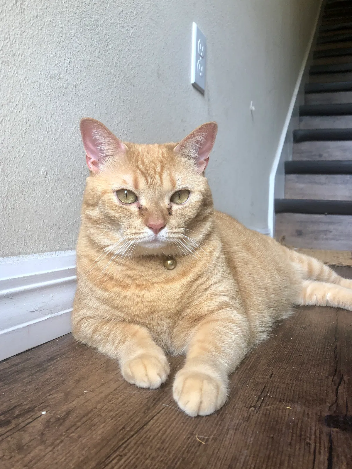 Lost cat in Altamonte Springs, FL, 32701