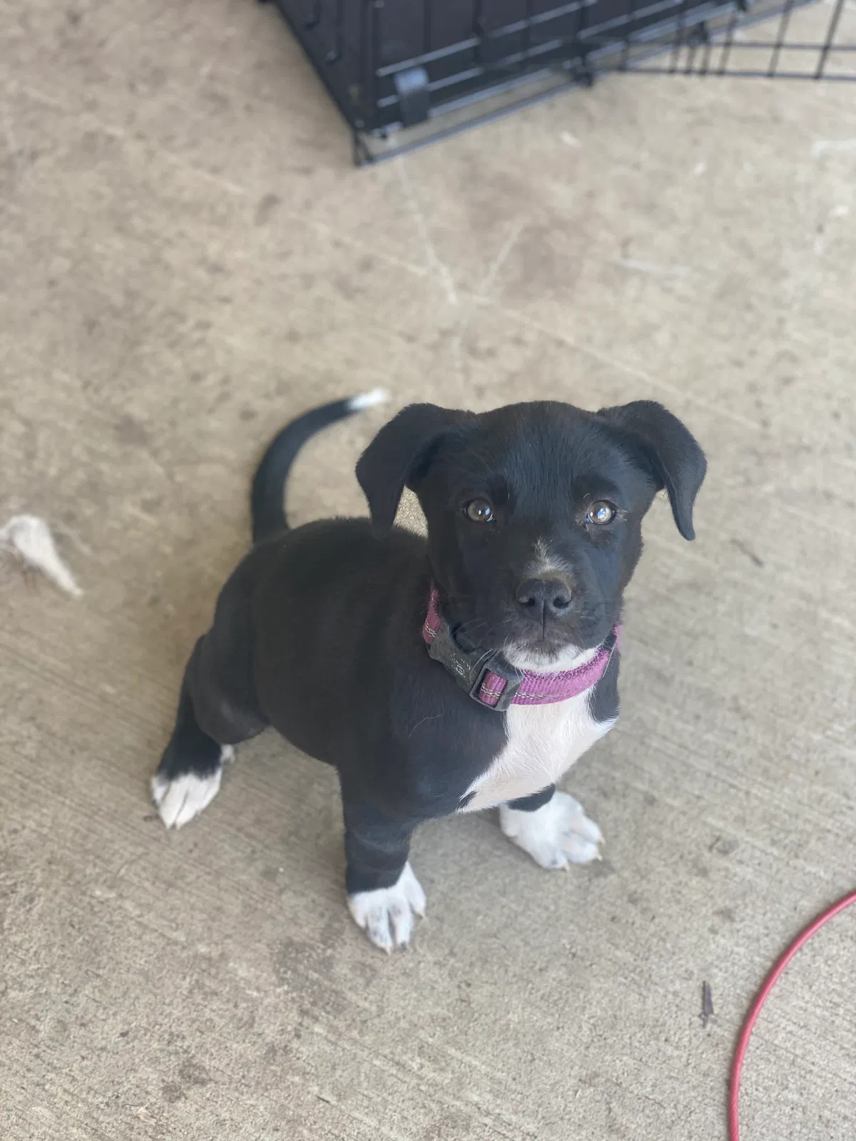 Lost dog in Evansville, IN, 47712