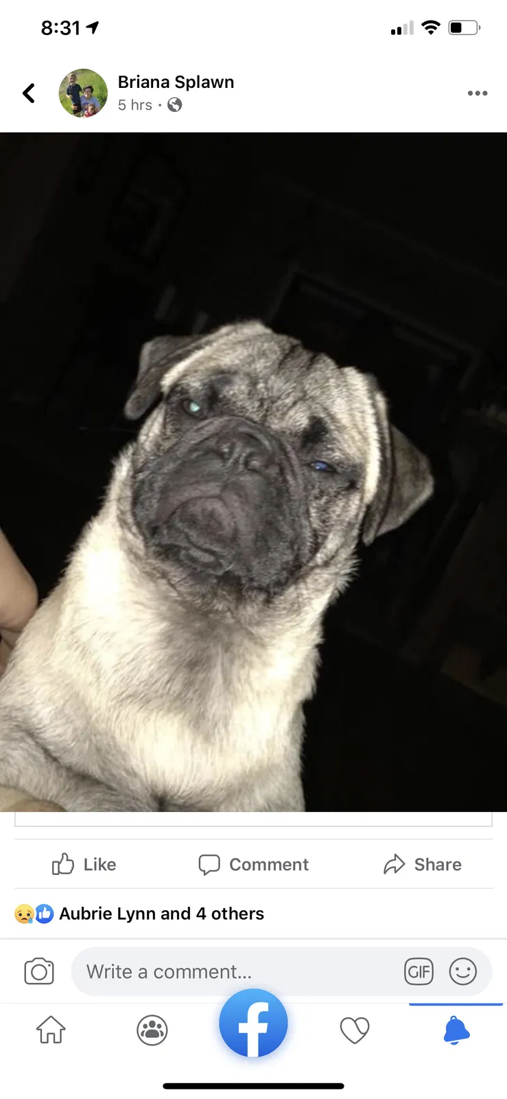 Lost dog in Amarillo, TX, 79118