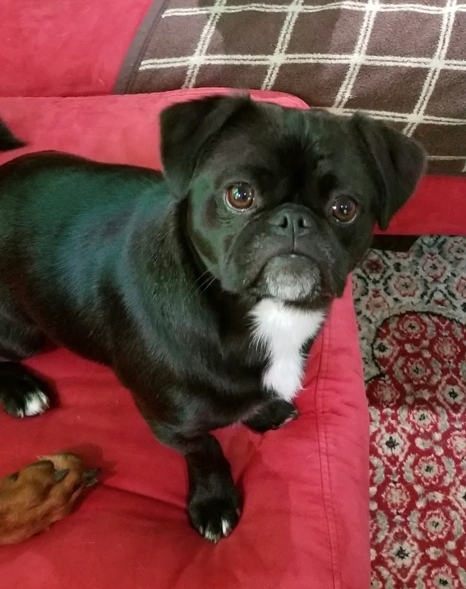 Lost dog in Pawleys Island, SC, 29585