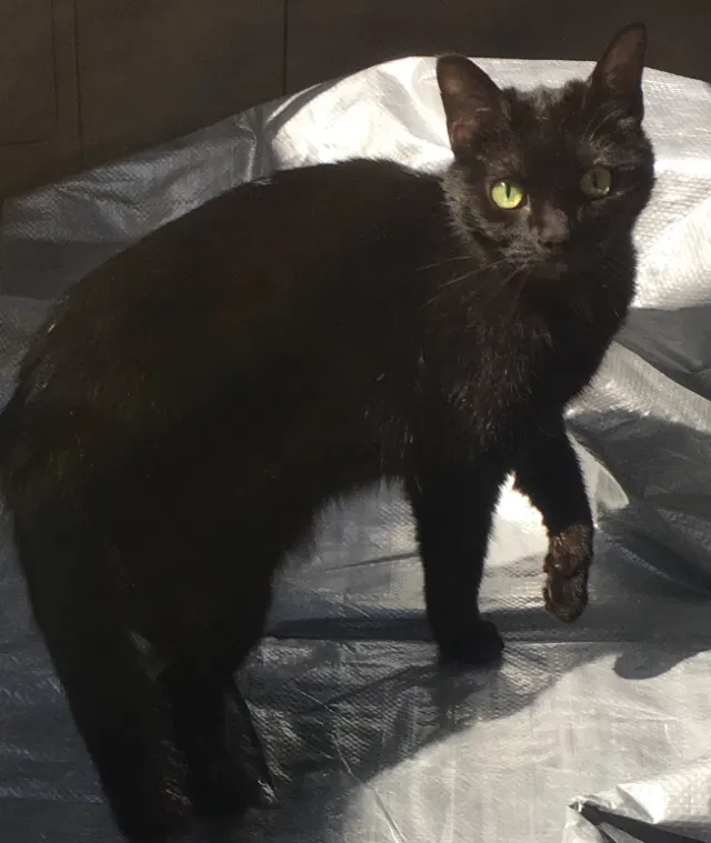 Lost cat in Anderson, SC, 29621