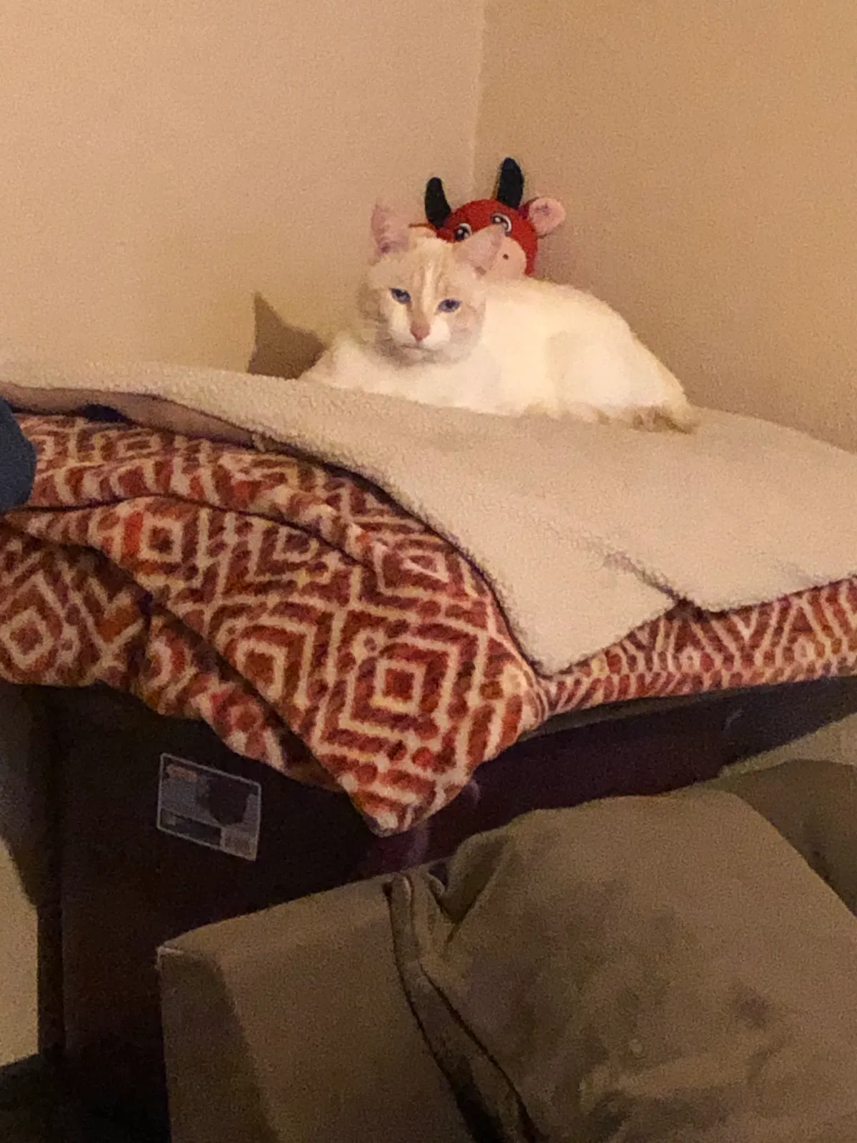 Lost cat in Albuquerque, NM, 87106