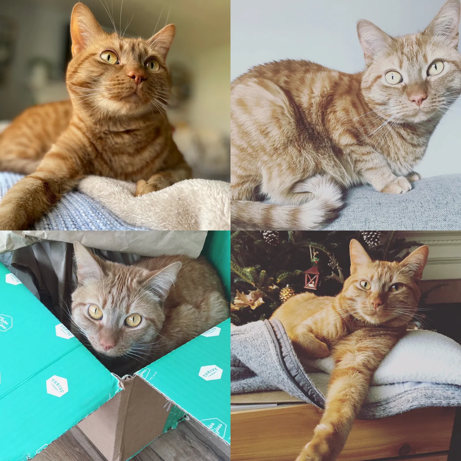 Lost cat in Stratford, CT, 6614